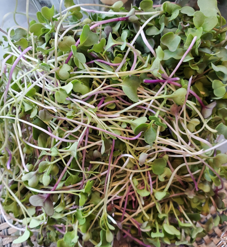 Salad Mix Microgreens (45 grams)