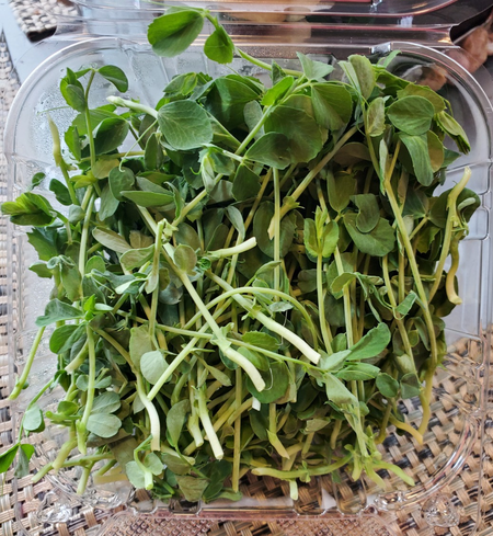 Pea Microgreens (45 grams)