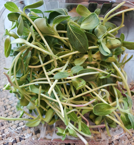 Sunflower Microgreen (45 grams)