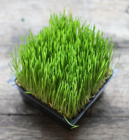 Wheatgrass (273 grams)